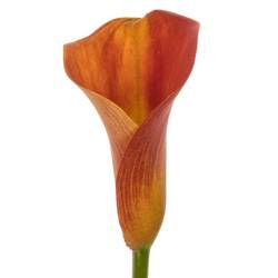 Calla  orange Merengue 55cm