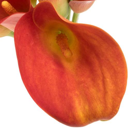 Calla  orange Merengue 55cm