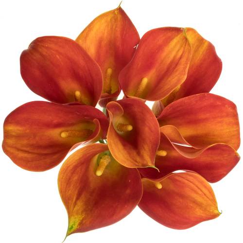 Calla  orange Merengue 55cm