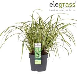 Carex Ice Dance T14 H35