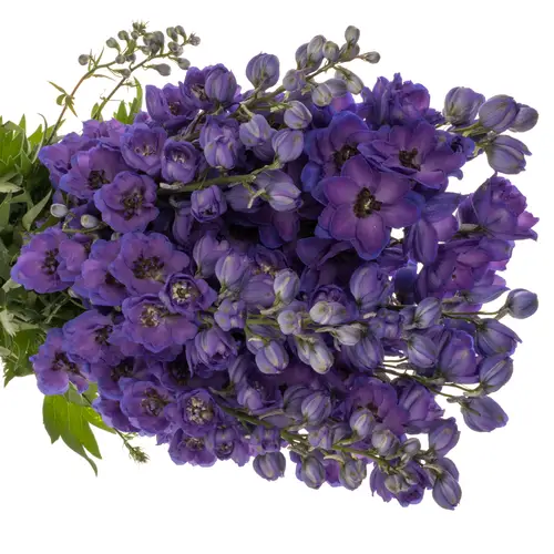 Delphinium violett Emerald extra 120cm