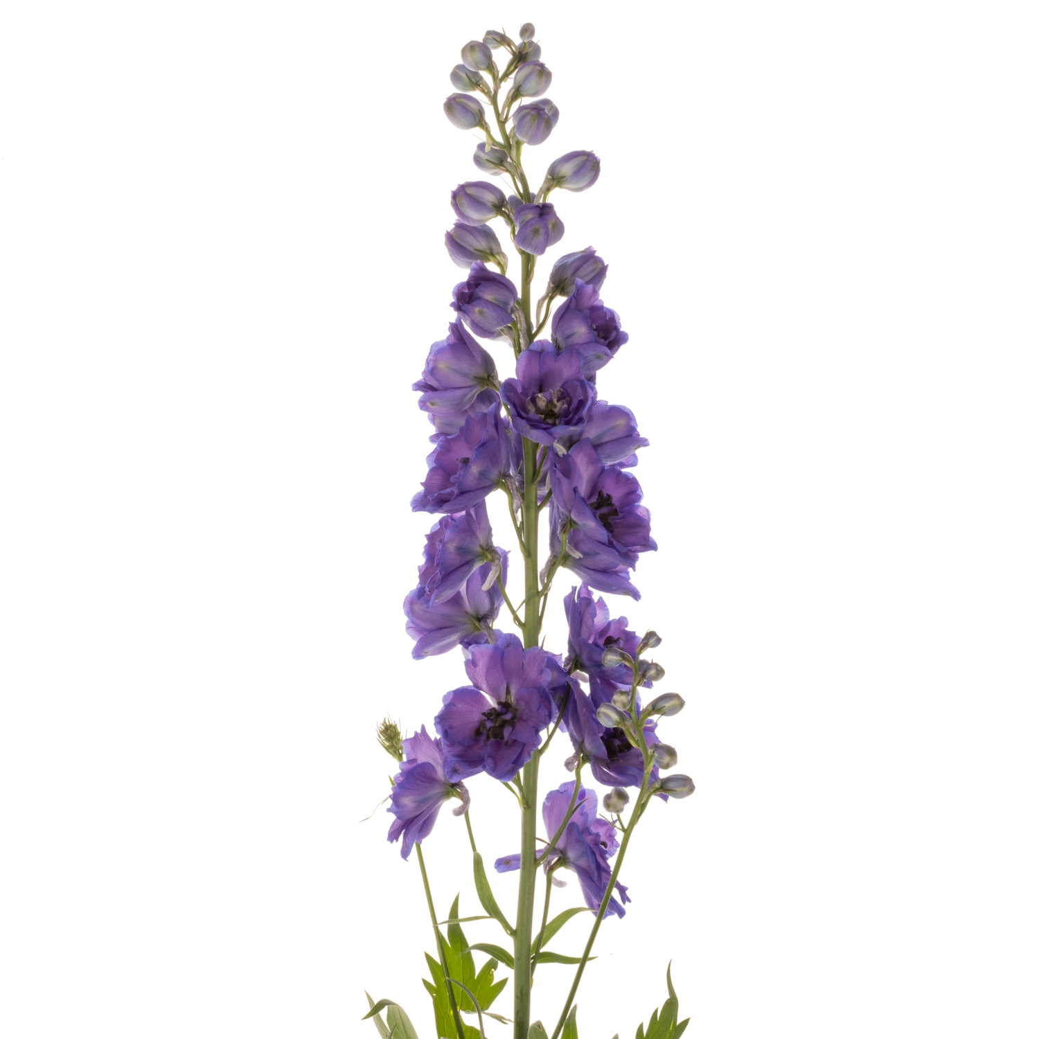Delphinium violett Emerald extra 120cm