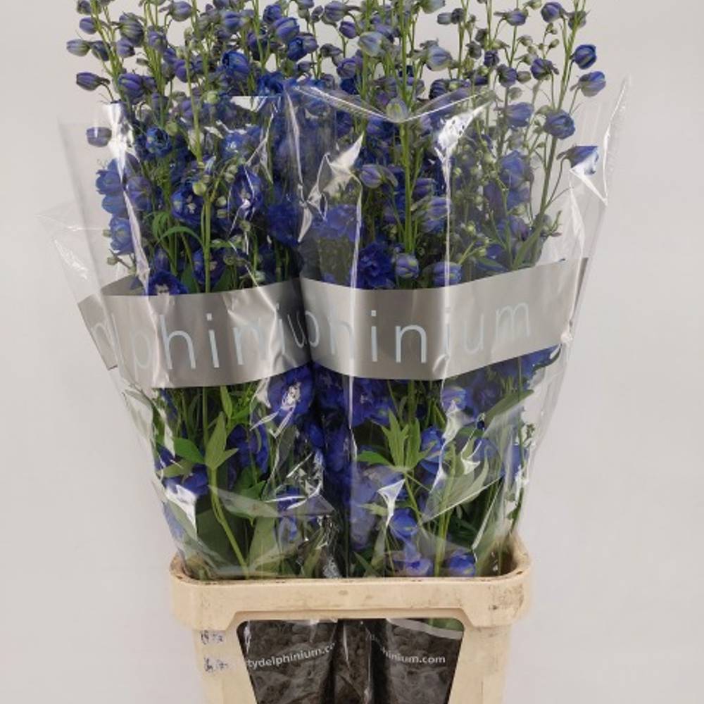 Delphinium blau Emerald extra 120cm