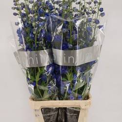 Delphinium blau Emerald extra 120cm