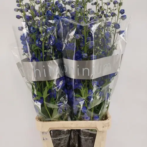 Delphinium blau Emerald extra 120cm