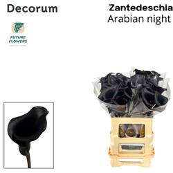 Calla schwarz  Arabian Night 60cm