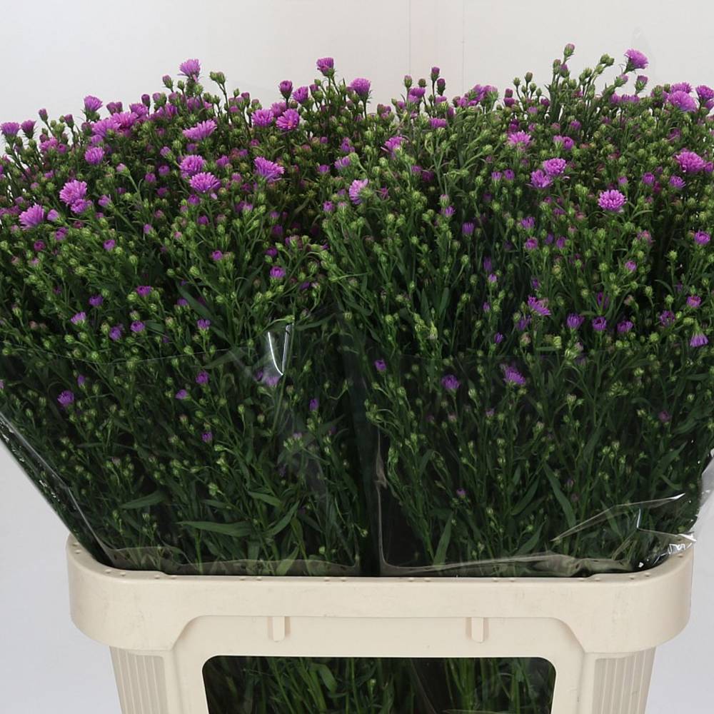 Astern rosa Casarosa 30 Gramm 80cm