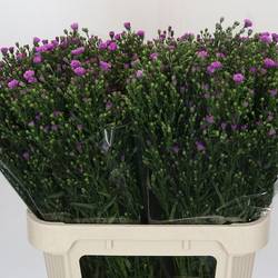 Astern rosa Casarosa 30 Gramm 80cm