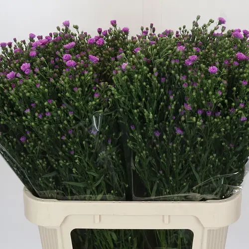 Astern rosa Casarosa 30 Gramm 80cm