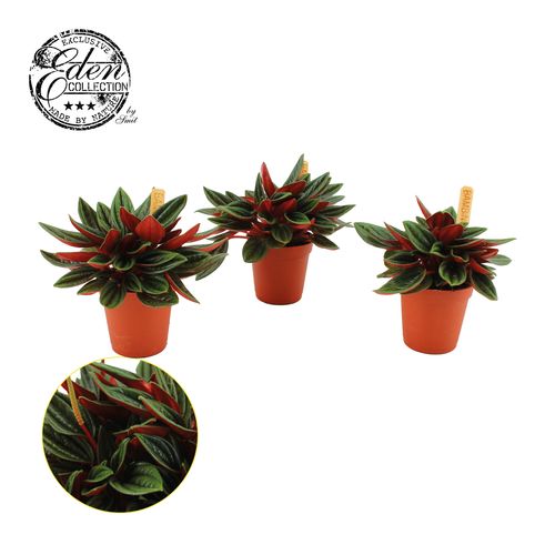 Peperomia Rosso T05,5 H10