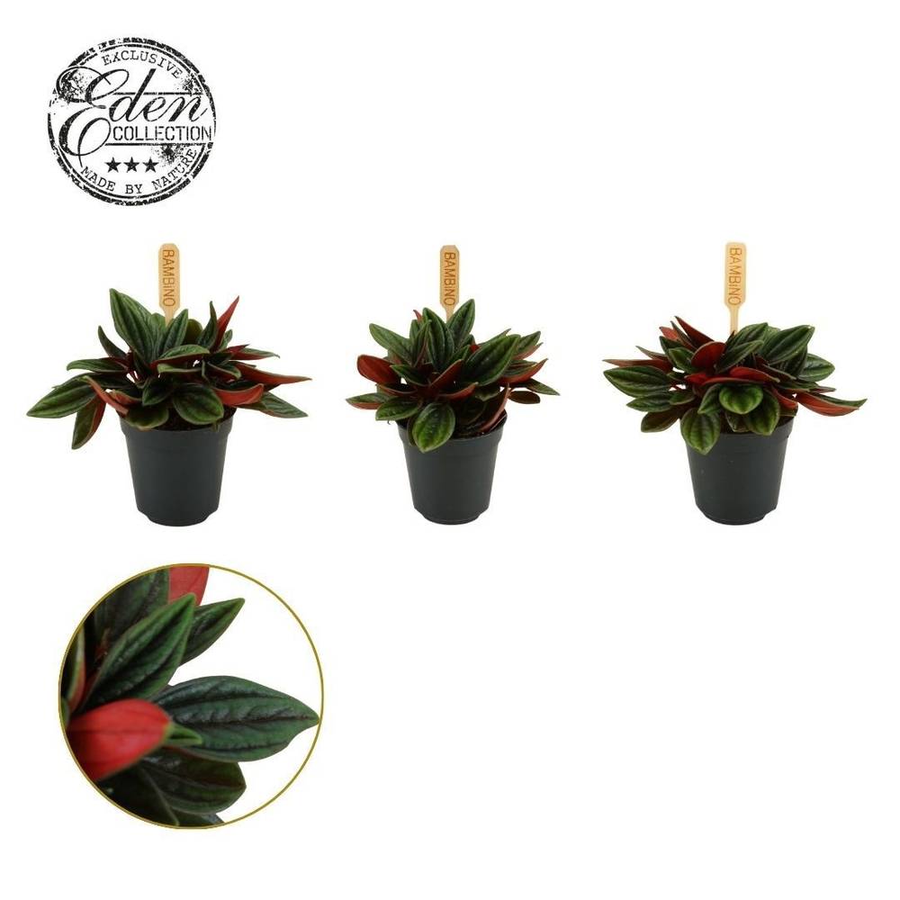 Peperomia Rosso T05,5 H10