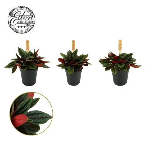 Peperomia Rosso T05,5 H10