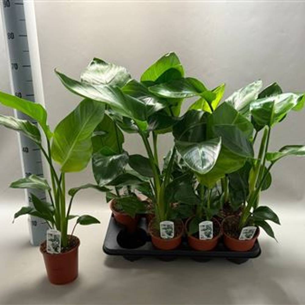 Strelitzia Nic. Schnapch. Von Uhr T13 H065