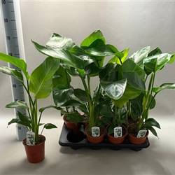 Strelitzia Nic. Schnapch. Von Uhr T13 H065