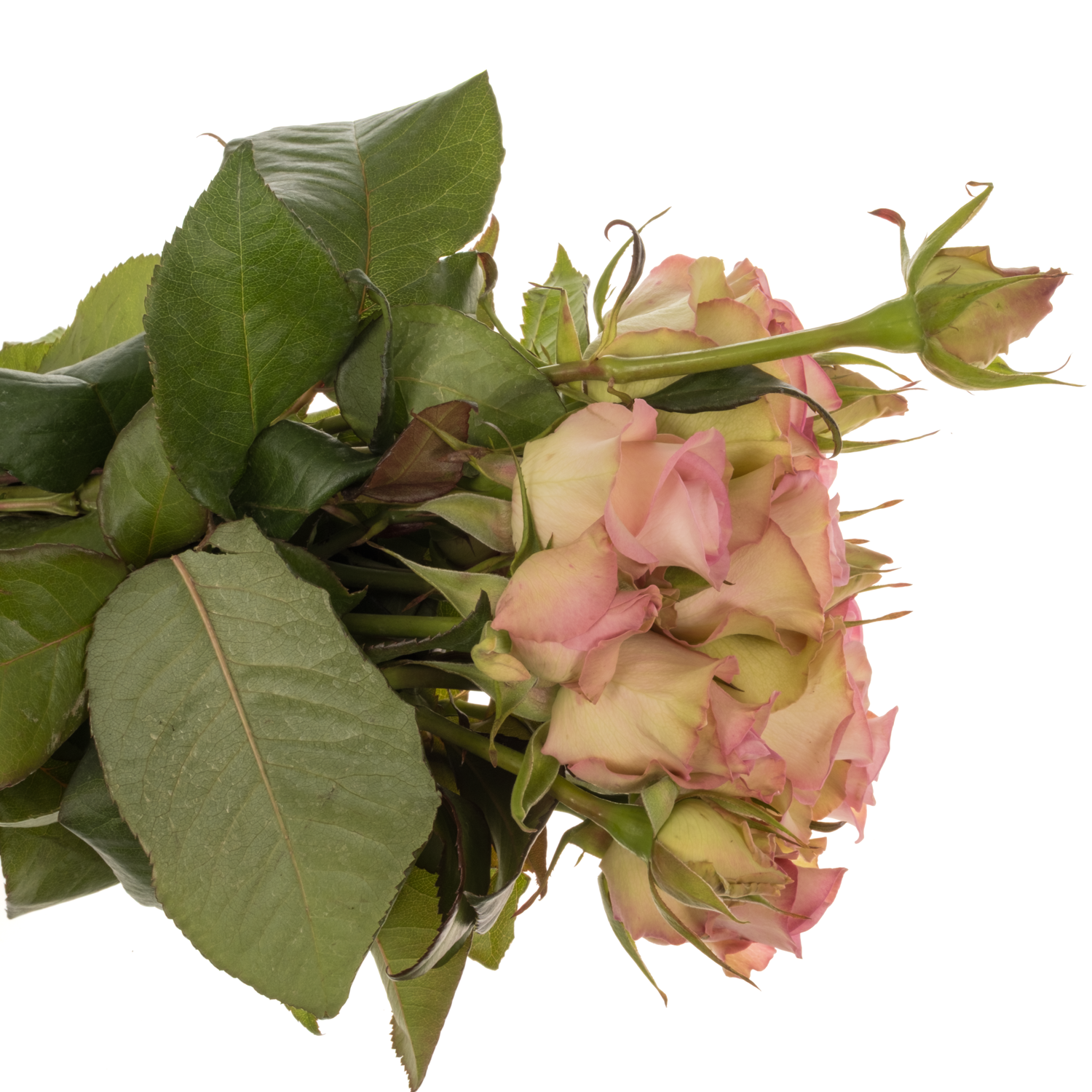 Rose Freiland creme/rosa Lovely Jewel 1+Blüte 35cm