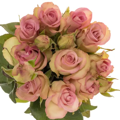 Rose Freiland creme/rosa Lovely Jewel 1+Blüte 35cm