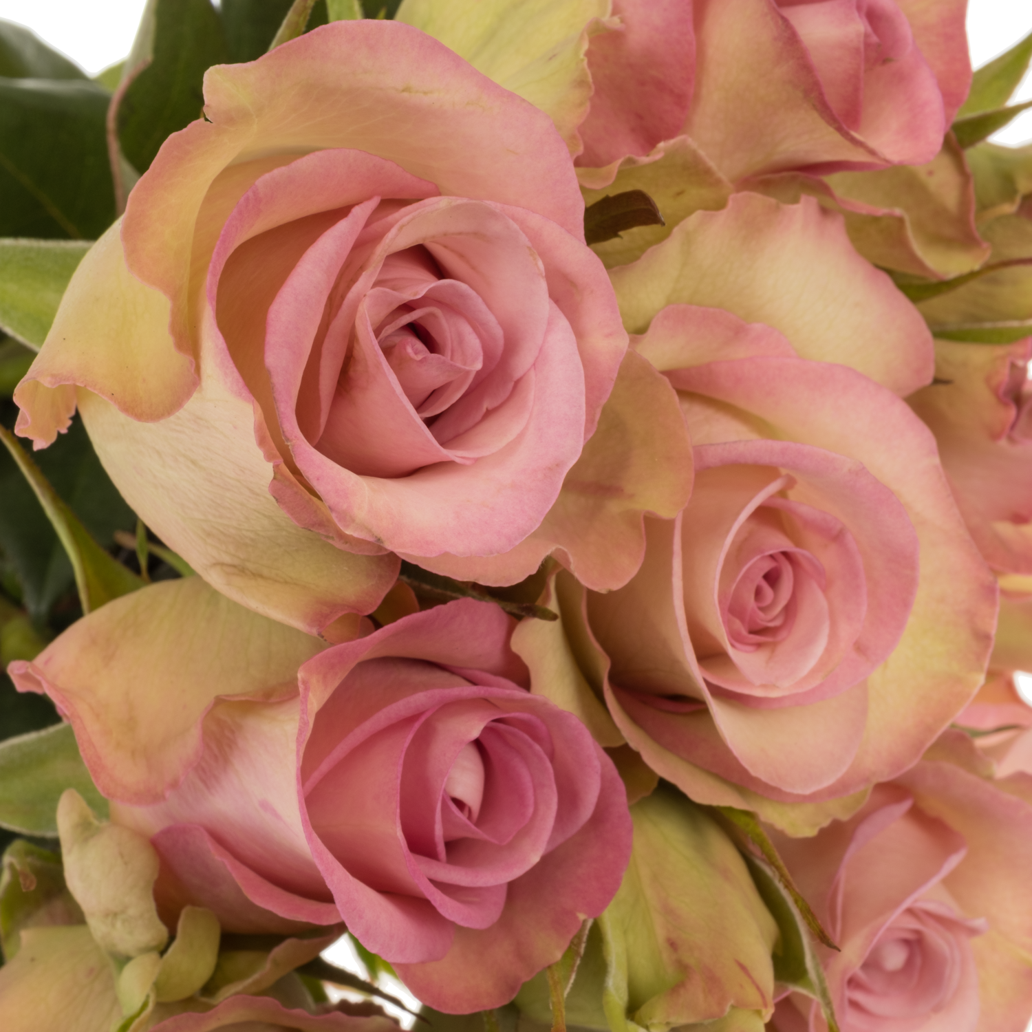 Rose Freiland creme/rosa Lovely Jewel 1+Blüte 35cm