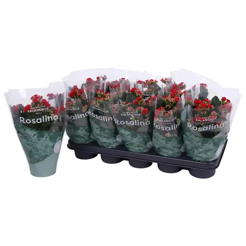 Kalanchoe Gef. rot T12 H027