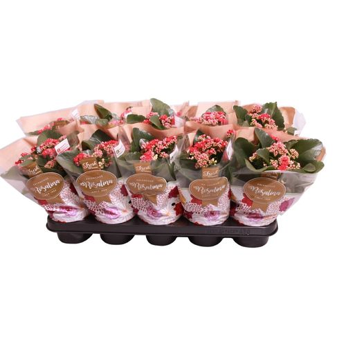 Kalanchoe Gef. rot T12 H027
