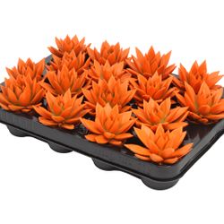 Echev.Gef orange T06 H08
