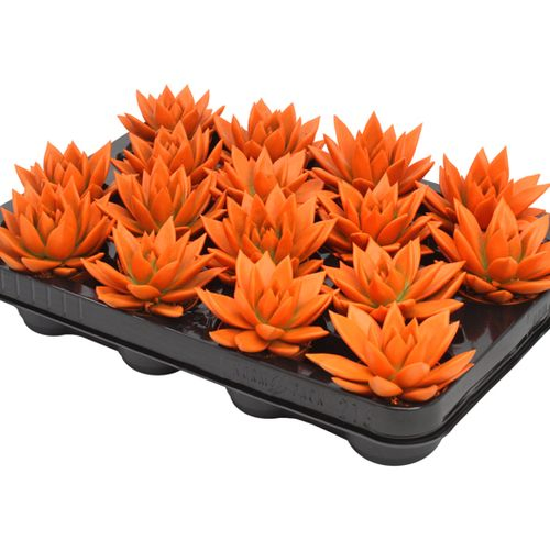 Echev.Gef orange T06 H08