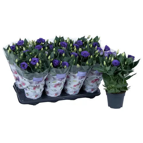 Lisianthus blau T13 H036