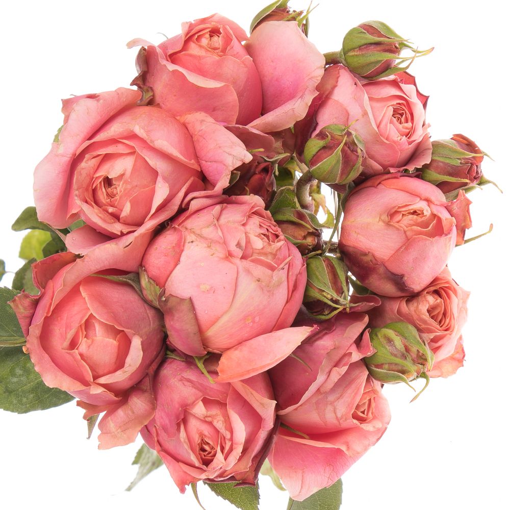 Rose rosa Freiland Roman Freelander 2+Bl.40