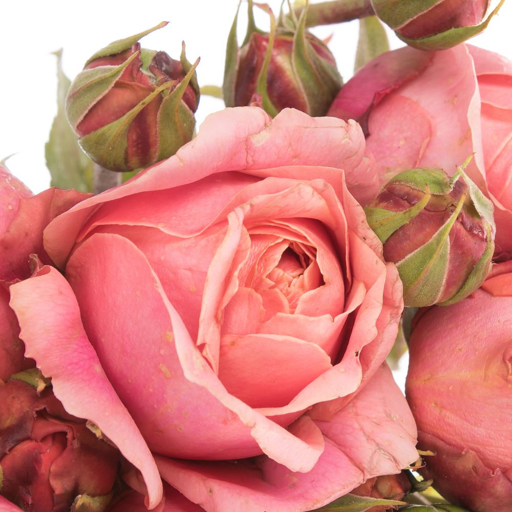 Rose rosa Freiland Roman Freelander 2+Bl.40