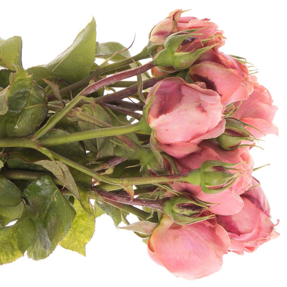 Rose rosa Freiland Roman Freelander 2+Bl.40