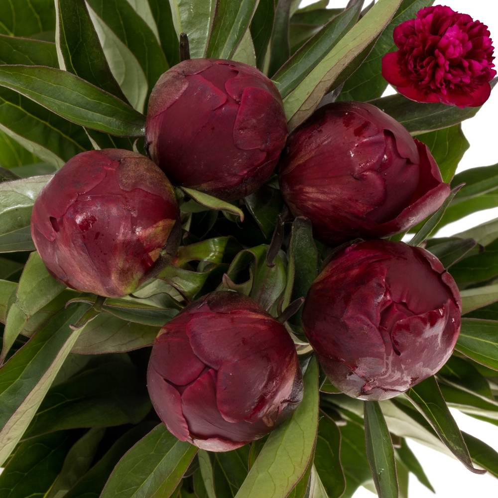 Pfingstrose rot gefüllt Peter 60cm