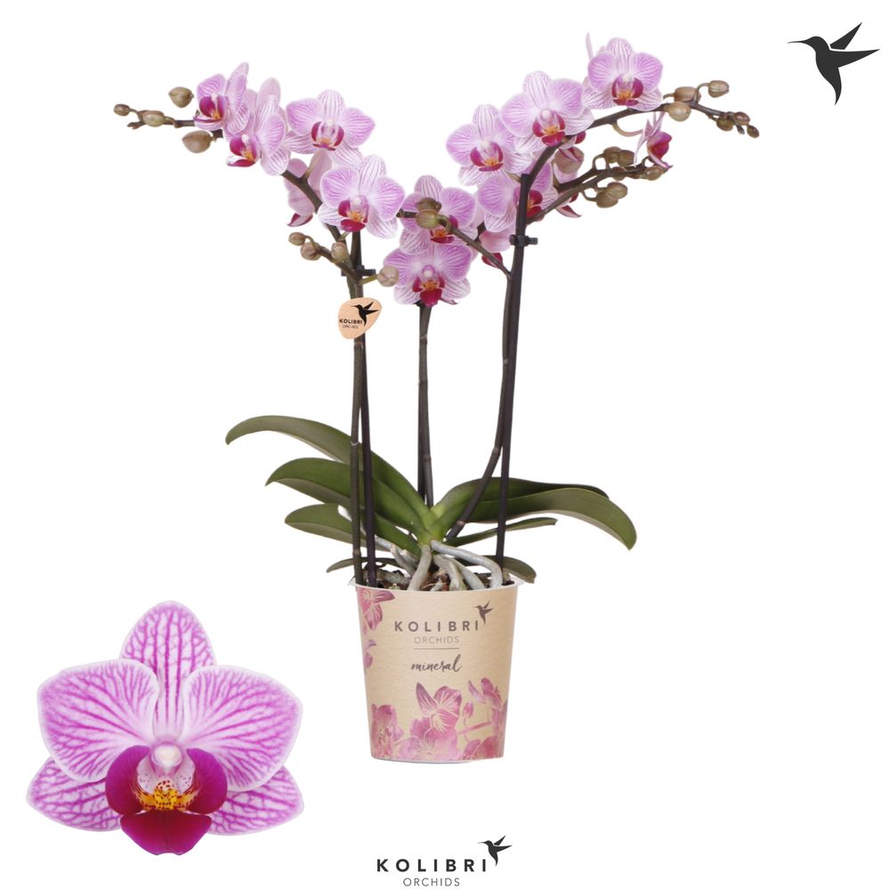 Phal.3-R lila Switserland Kolibri T09 H40