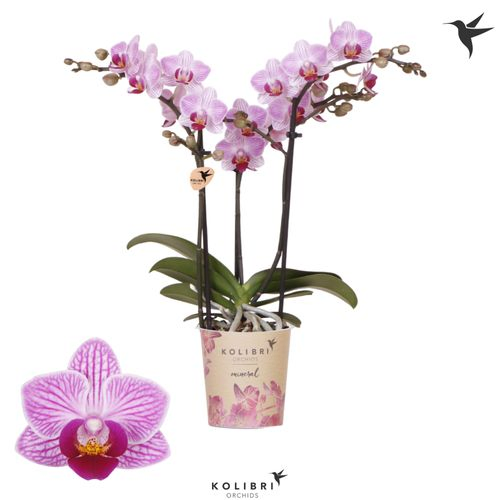 Phal.3-R lila Switserland Kolibri T09 H40