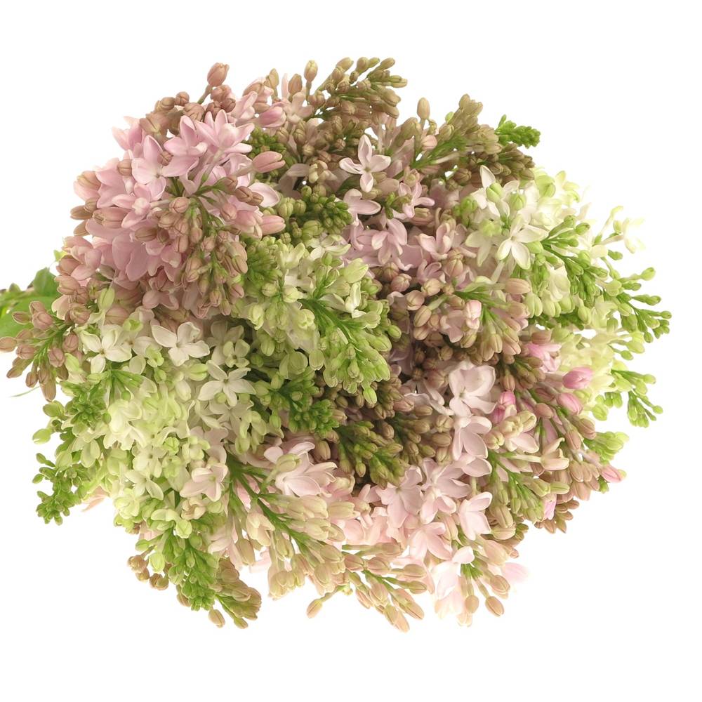 Flieder rosa Esther Staley 4 Kopf 50cm