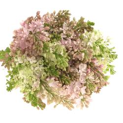 Flieder rosa Esther Staley 4 Kopf 50cm