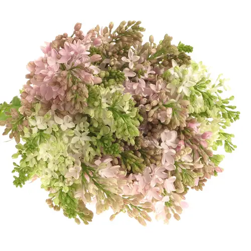 Flieder rosa Esther Staley 4 Kopf 50cm