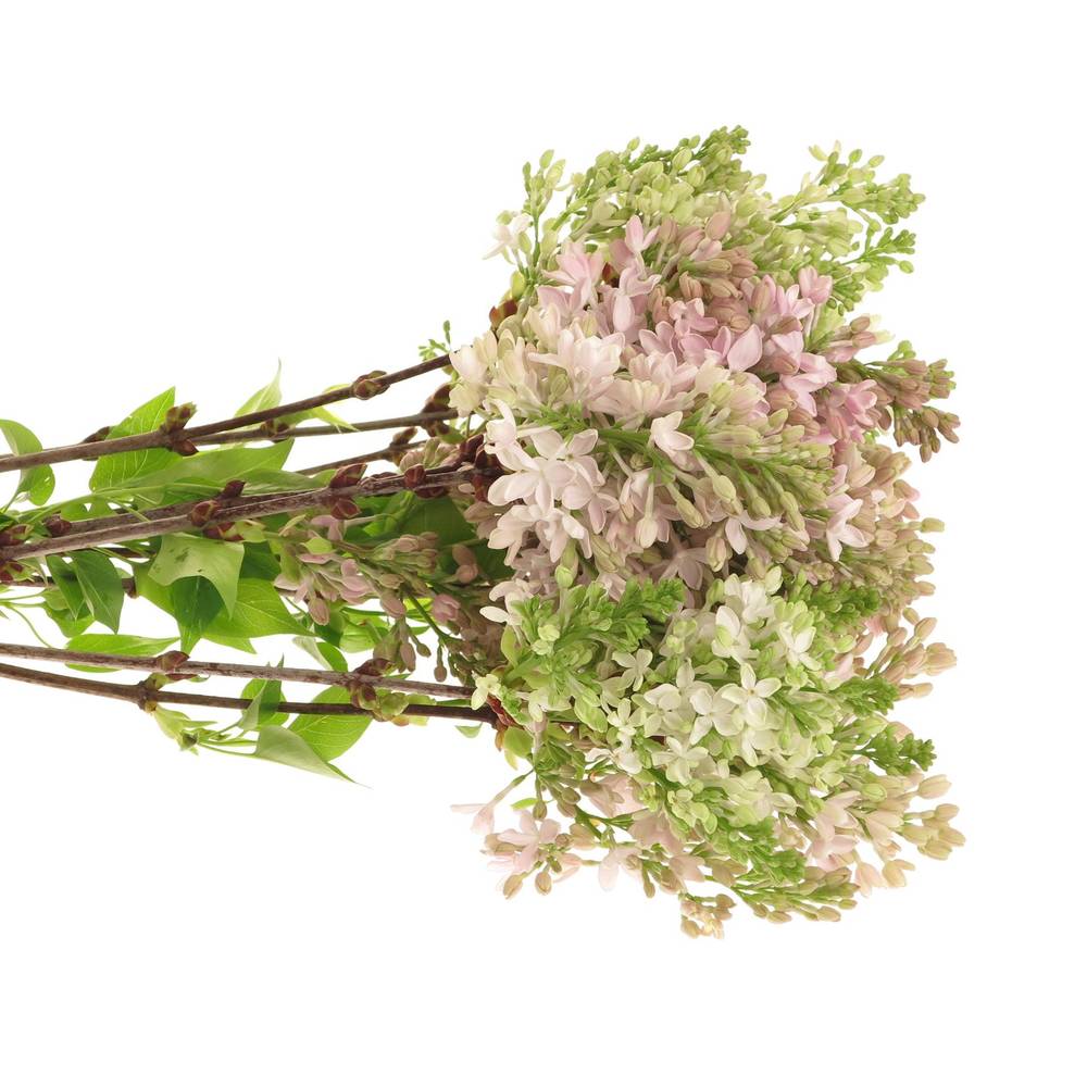 Flieder rosa Esther Staley 4 Kopf 50cm