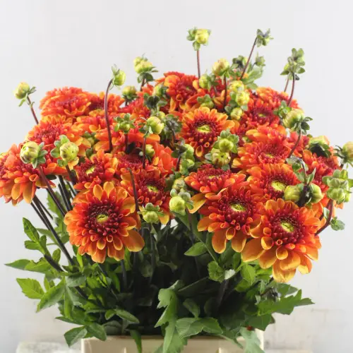Dahlia orange American Sun 55cm