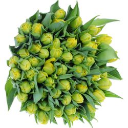 Tulpe gelb Double Trouble 36 Gramm