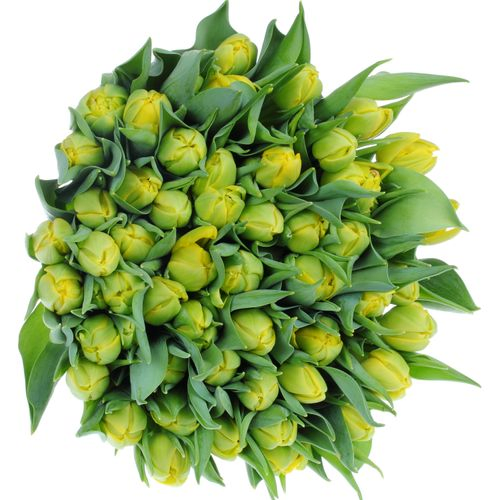 Tulpe gelb Double Trouble 36 Gramm