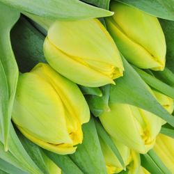 Tulpe gelb Double Trouble 36 Gramm