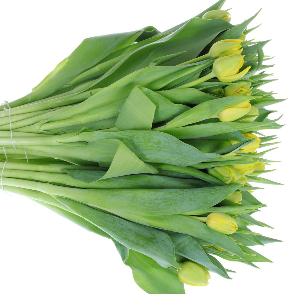 Tulpe gelb Double Trouble 36 Gramm