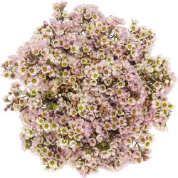 Wachsflower hell rosa Sexy Lina 50 Gramm 70cm