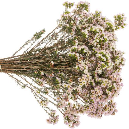 Wachsflower hell rosa Sexy Lina 50 Gramm 70cm