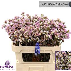 Wachsflower hell rosa Sexy Lina 35 Gramm 70cm