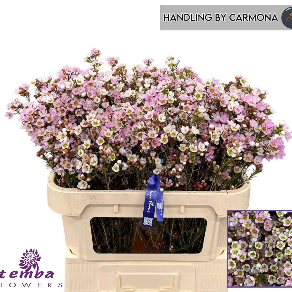 Wachsflower hell rosa Sexy Lina 35 Gramm 70cm