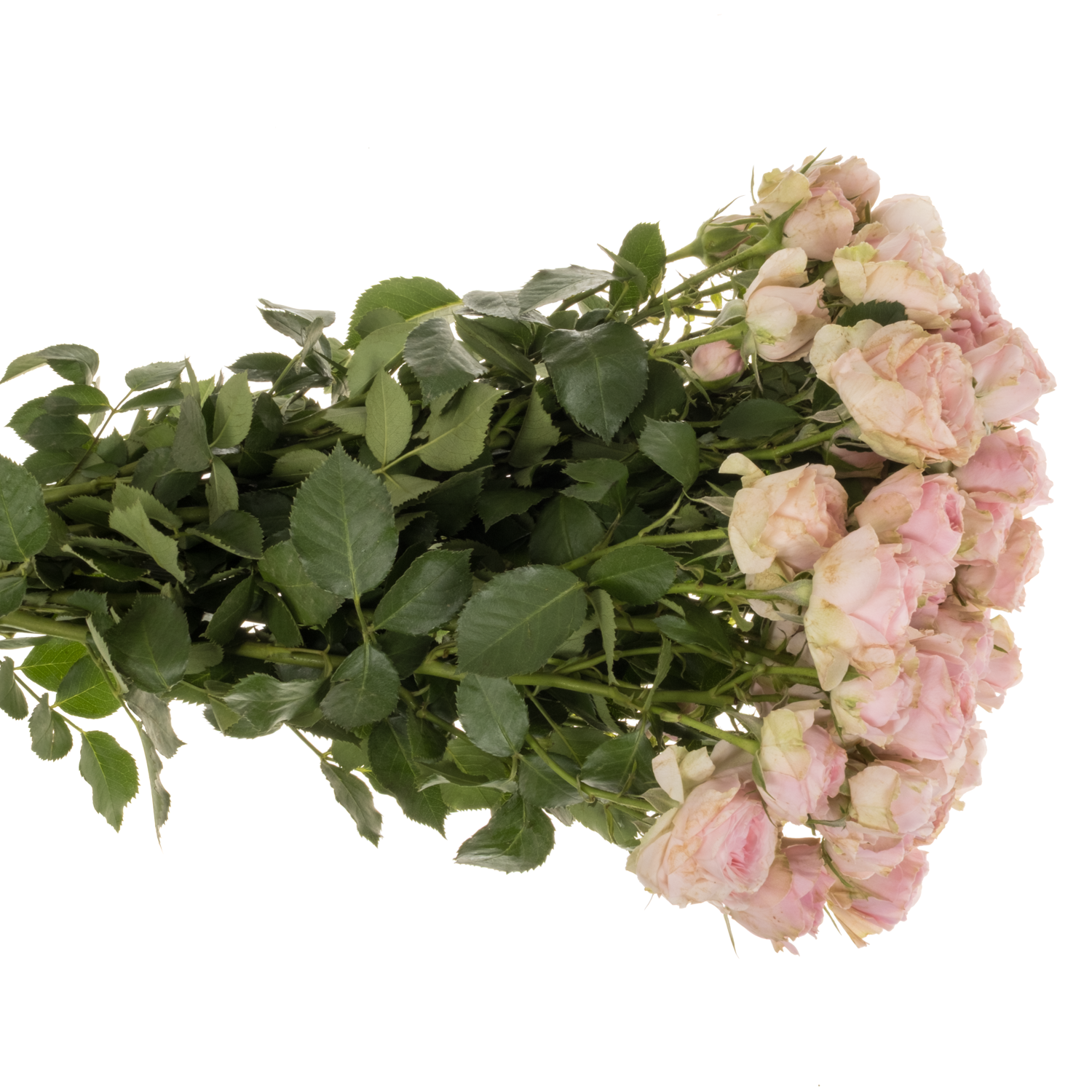 Rose verzweigt hell rosa/rosa Yvette 5+Blüte 60cm