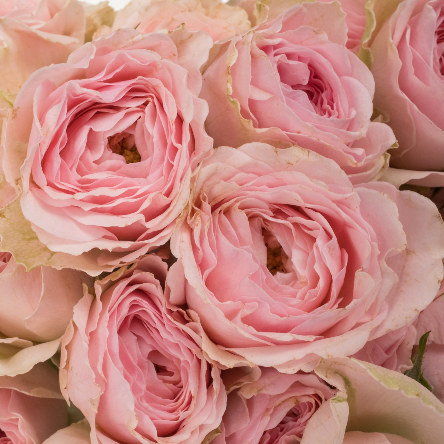 Rose verzweigt hell rosa/rosa Yvette 5+Blüte 60cm