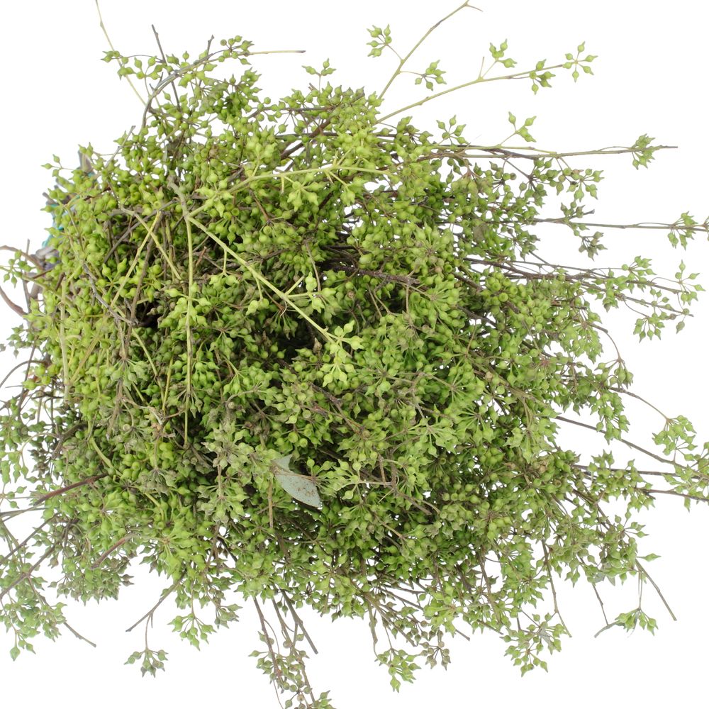 Exotica Frucht grün Ohne Blätter 150 Gramm 55cm