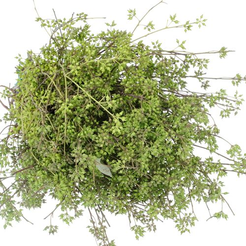 Exotica Frucht grün Ohne Blätter 150 Gramm 55cm