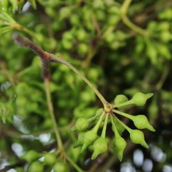 Exotica Frucht grün Ohne Blätter 150 Gramm 55cm